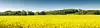 In Deutschland wird der meiste Biodiesel aus Raps produziert. Rafps_ travelwitness - Fotolia
