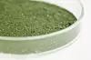 Petrischale aus Glas mit grünem Algenpulver darin