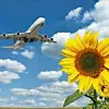 Flugzeug und Sonnenblume