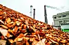 Holzreste, wie sie bei der Verarbeitung von Bäumen anfallen, können noch Energie in Form von Kohlenstoff liefern.