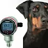 Druckmessumformer Pascal CI4 neben einem Wachhund