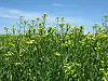 Gelb blühendes Rapsfeld vor blauem Himmel in Nahaufnahme